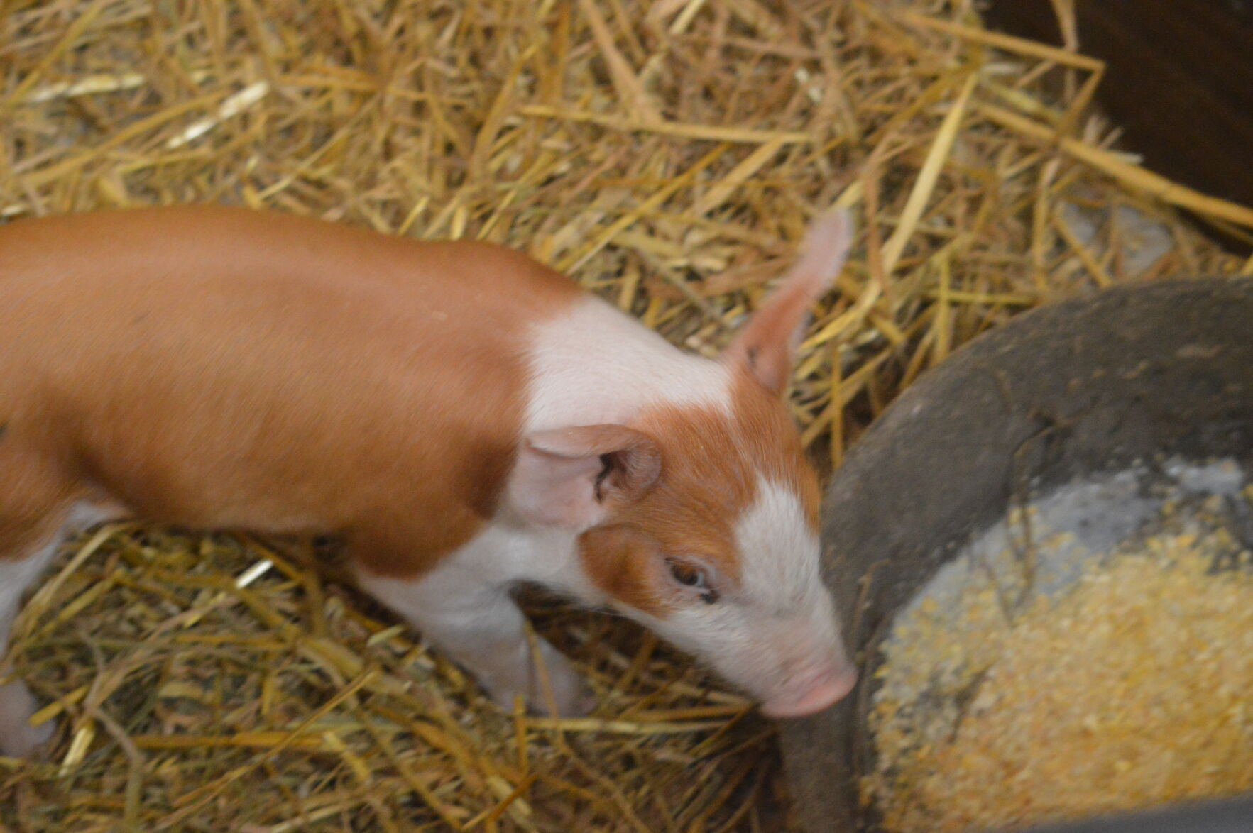 Piglett